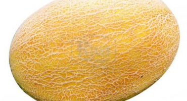 Popis odrůd melounů s názvy, jaké odrůdy jsou